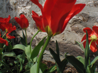 printemps-2008-fleur